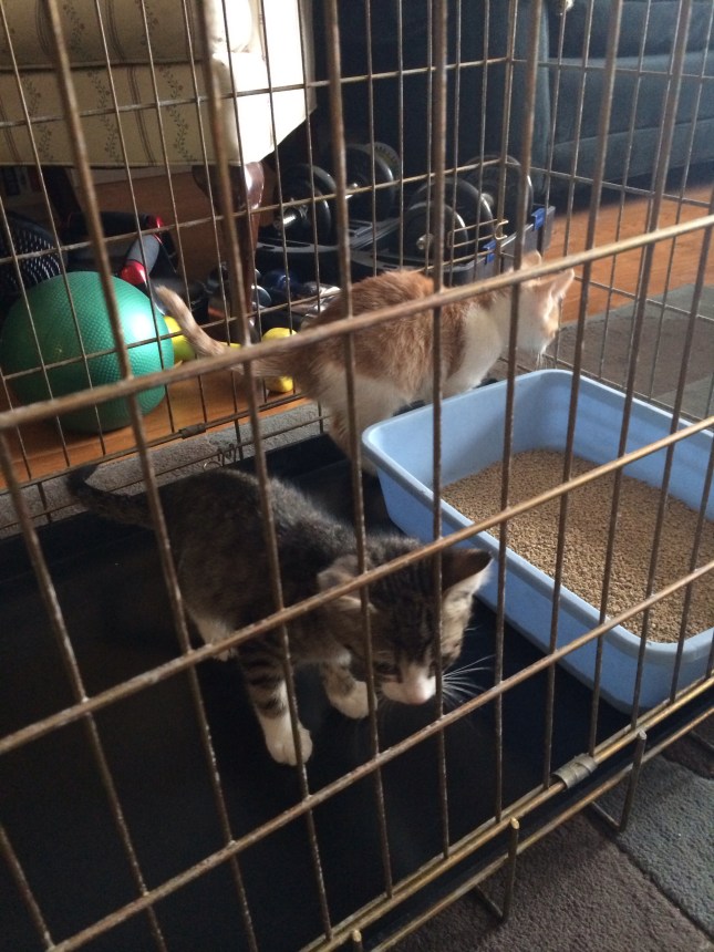 Reilly and Ryan on their first day at my place Jan 2014